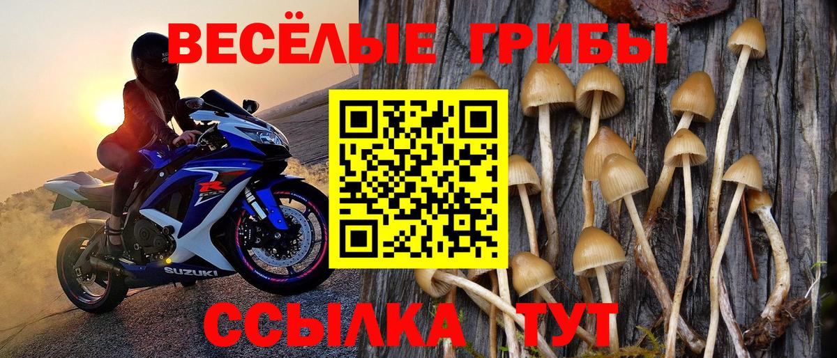 Галлюциногенные грибы Psilocybine cubensis Нурлат